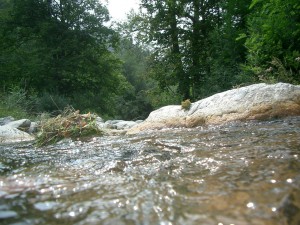 Le bruit de l’eau a des vertus apaisantes sur les êtes vivants