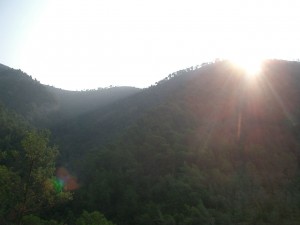 Le parcours en forêt : l’idéal pour se ressourcer !