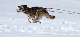 Assister à la course de luges de chiens de traîneaux en Suisse