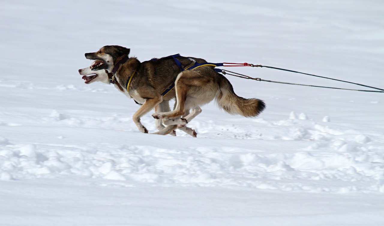 Un chien de traîneau