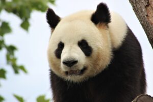 Un panda