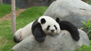 panda